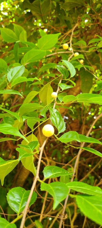 Casearia decandra, photographed by ritirene