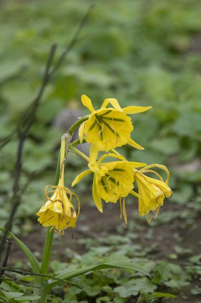 Ismene amancaes, photographed by David F. Belmonte
