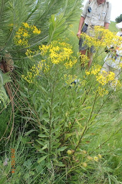 Senecio digitalifolius, photographed by Peter Warren