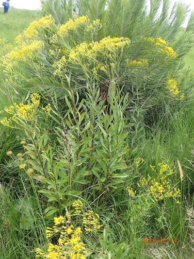 Senecio digitalifolius, photographed by Peter Warren