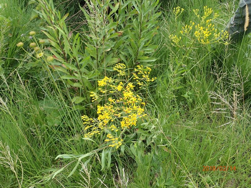 Senecio digitalifolius, photographed by Peter Warren