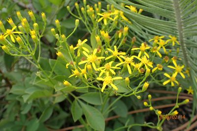 Senecio digitalifolius, photographed by Peter Warren