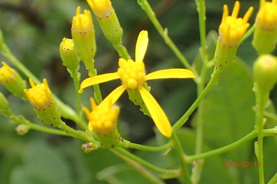 Senecio digitalifolius, photographed by Peter Warren