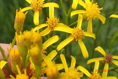 Senecio digitalifolius, photographed by Peter Warren