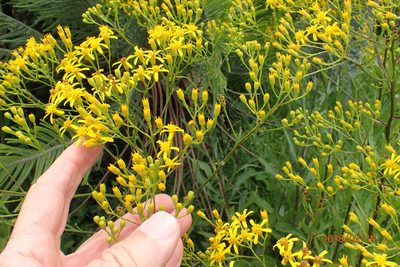Senecio digitalifolius, photographed by Peter Warren