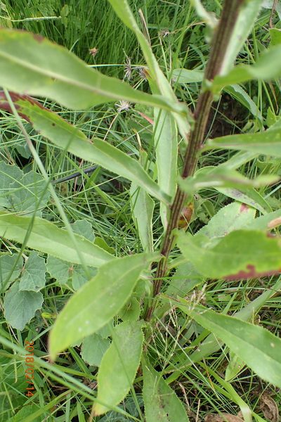 Senecio digitalifolius, photographed by Peter Warren