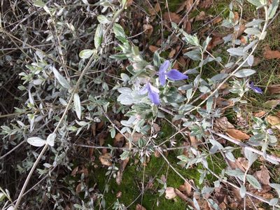 Teucrium fruticans, photographed by Wendy St. John