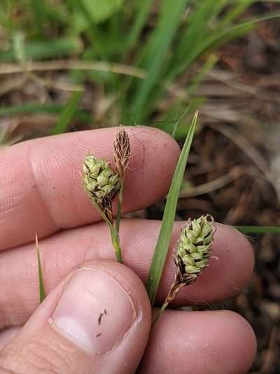 Carex bella, photographed by Alaina Krakowiak