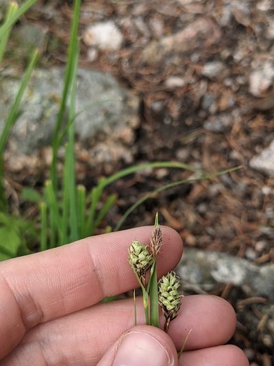 Carex bella, photographed by Alaina Krakowiak