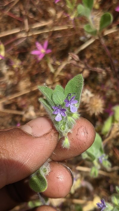 Trichostema oblongum, photographed by My-Lan Le