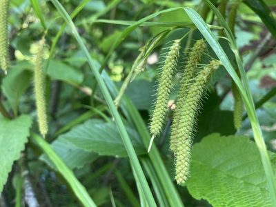 Carex crinita, photographed by Derek
