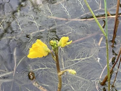 Utricularia macrorhiza, photographed by Derek