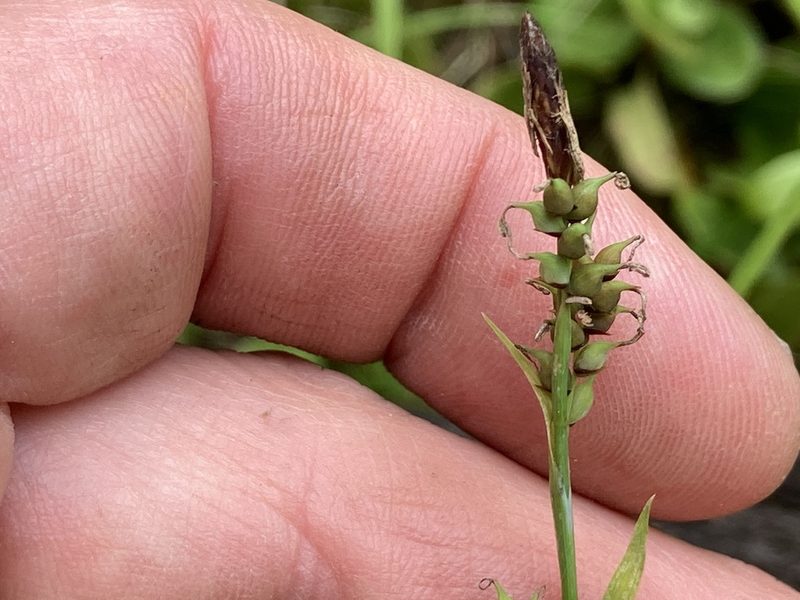 Carex vaginata, photographed by Derek