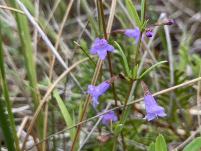 Clinopodium arkansanum, photographed by Derek