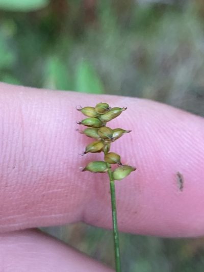 Carex alascana, photographed by Derek