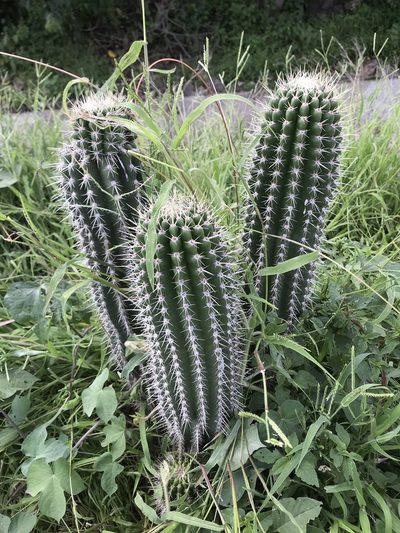 Cephalocereus nudus, photographed by Elliot Greiner