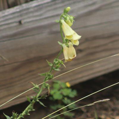 Digitalis grandiflora, photographed by Mark Apgar