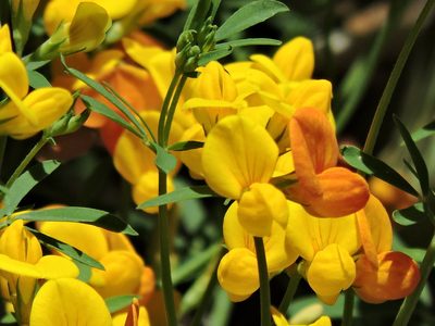 Lotus tenuis, photographed by Alex