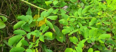 Mimosa ceratonia, photographed by ritirene