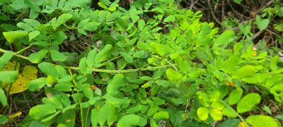 Mimosa ceratonia, photographed by ritirene