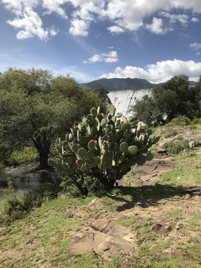 Opuntia pilifera, photographed by Elliot Greiner