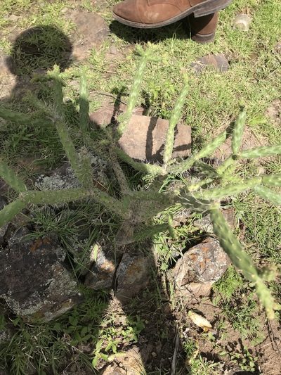 Opuntia pumila, photographed by Elliot Greiner