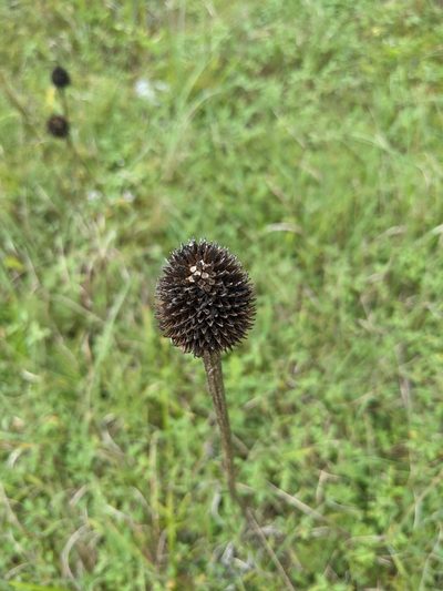 Echinacea atrorubens, photographed by Cleveland Powell