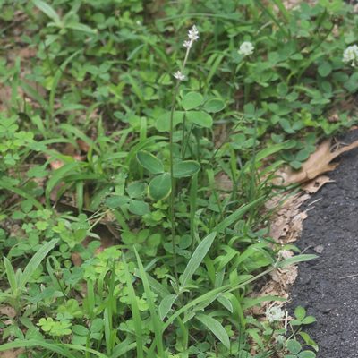 Froelichia gracilis, photographed by Mark Apgar