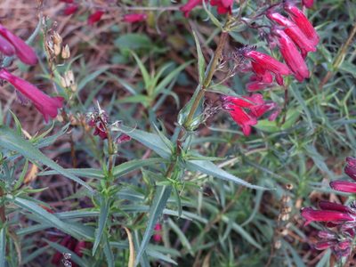 Penstemon roseus, photographed by Guillermo Huerta Ramos