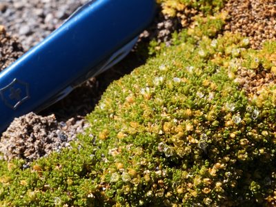 Arenaria bryoides, photographed by Guillermo Huerta Ramos