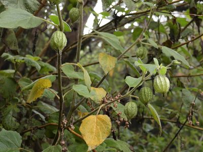 Physalis coztomatl, photographed by Guillermo Huerta Ramos