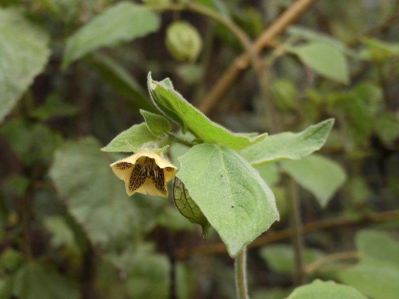 Physalis coztomatl, photographed by Guillermo Huerta Ramos