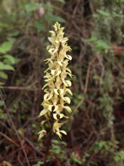 Govenia superba, photographed by Guillermo Huerta Ramos