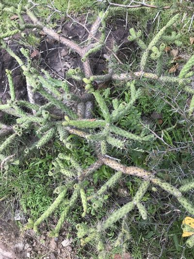 Opuntia pumila, photographed by Elliot Greiner