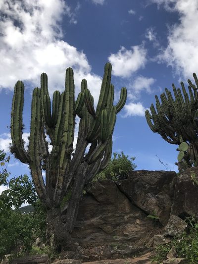 Myrtillocactus schenckii, photographed by Elliot Greiner