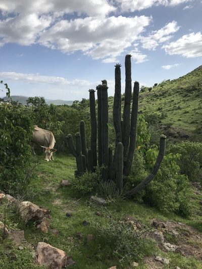 Stenocereus treleasei, photographed by Elliot Greiner