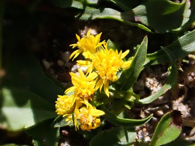 Solidago leiocarpa, photographed by Eli Talhouk