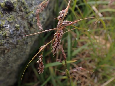Luzula spicata, photographed by Eli Talhouk