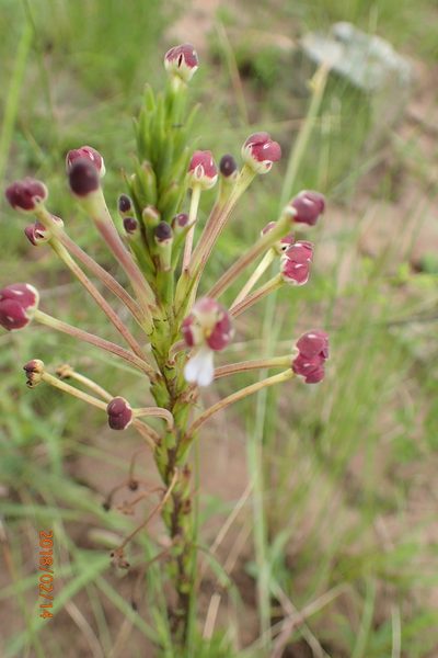 Zaluzianskya elongata, photographed by Peter Warren