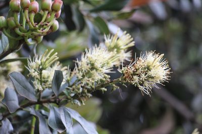 Gaiadendron punctatum, photographed by Andrés Ramírez-Barrera
