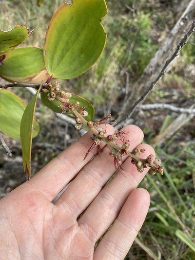 Melaleuca viridiflora, photographed by Greg Tasney