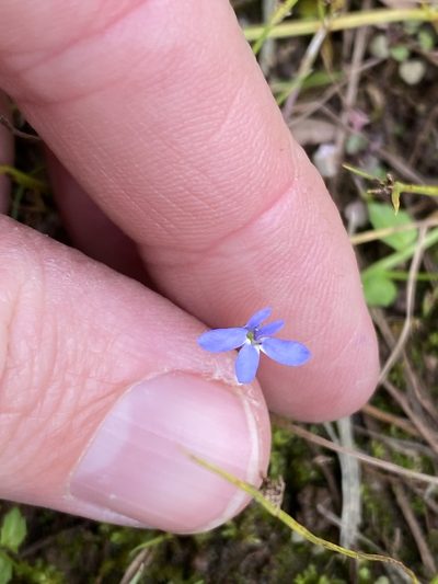 Lobelia quadrangularis, photographed by Greg Tasney