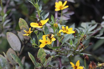 Bidens rubifolia, photographed by Andrés Ramírez-Barrera