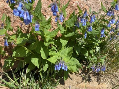 Mertensia ciliata, photographed by Abra Zobel