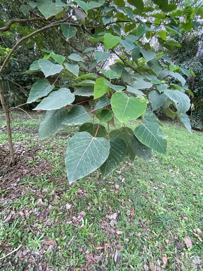 Homalanthus novoguineensis, photographed by Greg Tasney