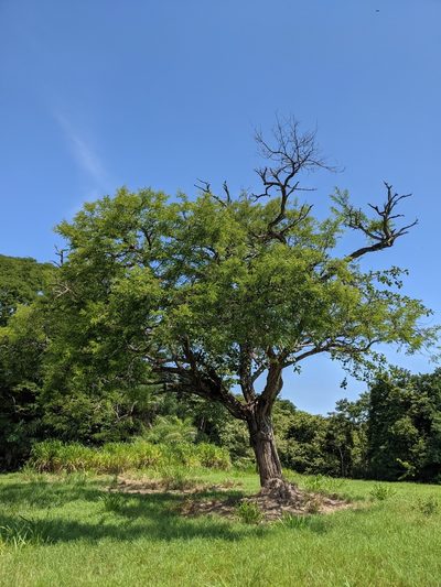 Diphysa americana, photographed by Jake Rehage