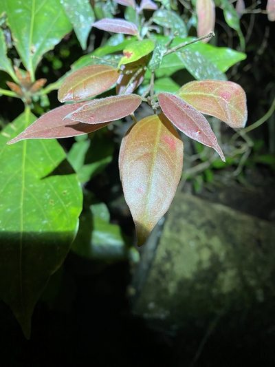 Rhodamnia sessiliflora, photographed by Greg Tasney