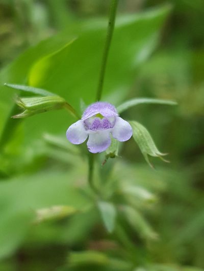 Clinopodium glabellum, photographed by Alex Abair