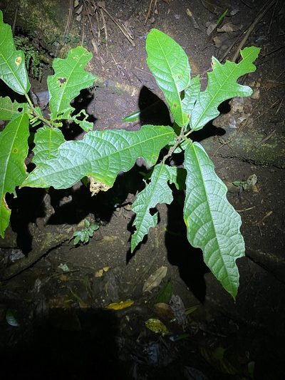 Ficus copiosa, photographed by Greg Tasney