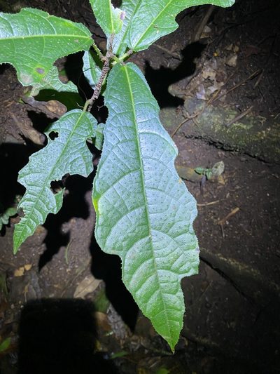 Ficus copiosa, photographed by Greg Tasney